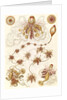 Marine invertebrates. Siphonophorae by Ernst Haeckel