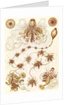 Marine invertebrates. Siphonophorae by Ernst Haeckel