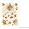 Marine invertebrates. Siphonophorae by Ernst Haeckel