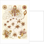 Marine invertebrates. Siphonophorae by Ernst Haeckel