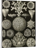 Corals. Hexacoralla by Ernst Haeckel