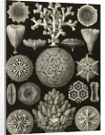 Corals. Hexacoralla by Ernst Haeckel