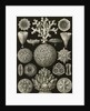 Corals. Hexacoralla by Ernst Haeckel