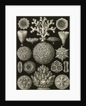 Corals. Hexacoralla by Ernst Haeckel