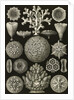 Corals. Hexacoralla by Ernst Haeckel