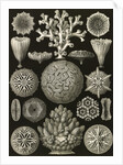 Corals. Hexacoralla by Ernst Haeckel