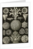 Corals. Hexacoralla by Ernst Haeckel