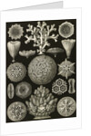 Corals. Hexacoralla by Ernst Haeckel