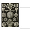 Corals. Hexacoralla by Ernst Haeckel