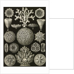 Corals. Hexacoralla by Ernst Haeckel
