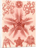 Marine invertebrates related to starfish. Ophiodea by Ernst Haeckel