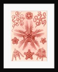 Marine invertebrates related to starfish. Ophiodea by Ernst Haeckel