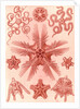 Marine invertebrates related to starfish. Ophiodea by Ernst Haeckel