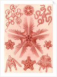Marine invertebrates related to starfish. Ophiodea by Ernst Haeckel