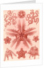 Marine invertebrates related to starfish. Ophiodea by Ernst Haeckel