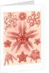 Marine invertebrates related to starfish. Ophiodea by Ernst Haeckel