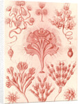 Microorganisms. Flagellata by Ernst Haeckel