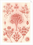Microorganisms. Flagellata by Ernst Haeckel