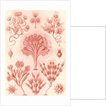 Microorganisms. Flagellata by Ernst Haeckel