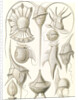 Microorganisms. Peridinea by Ernst Haeckel