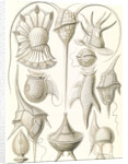 Microorganisms. Peridinea by Ernst Haeckel