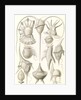 Microorganisms. Peridinea by Ernst Haeckel
