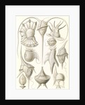 Microorganisms. Peridinea by Ernst Haeckel