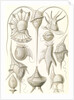Microorganisms. Peridinea by Ernst Haeckel