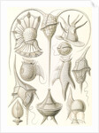 Microorganisms. Peridinea by Ernst Haeckel