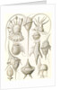 Microorganisms. Peridinea by Ernst Haeckel