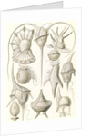 Microorganisms. Peridinea by Ernst Haeckel