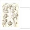 Microorganisms. Peridinea by Ernst Haeckel