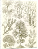 Algae. Fucoideae by Ernst Haeckel