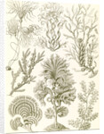 Algae. Fucoideae by Ernst Haeckel