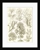 Algae. Fucoideae by Ernst Haeckel