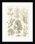 Algae. Fucoideae by Ernst Haeckel