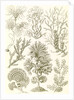 Algae. Fucoideae by Ernst Haeckel