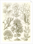 Algae. Fucoideae by Ernst Haeckel