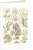 Algae. Fucoideae by Ernst Haeckel
