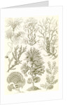 Algae. Fucoideae by Ernst Haeckel