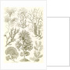 Algae. Fucoideae by Ernst Haeckel