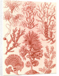 Algae. Fucoideae by Ernst Haeckel