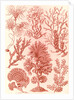 Algae. Fucoideae by Ernst Haeckel