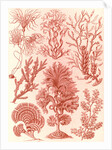 Algae. Fucoideae by Ernst Haeckel