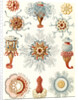 Marine invertebrates. Siphonophorae by Ernst Haeckel