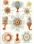 Marine invertebrates. Siphonophorae by Ernst Haeckel