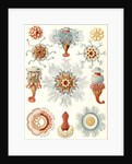 Marine invertebrates. Siphonophorae by Ernst Haeckel