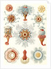 Marine invertebrates. Siphonophorae by Ernst Haeckel