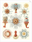 Marine invertebrates. Siphonophorae by Ernst Haeckel