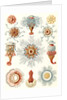 Marine invertebrates. Siphonophorae by Ernst Haeckel